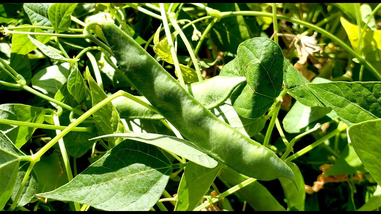 Weiß Tepary Bean Samen zum Pflanzen