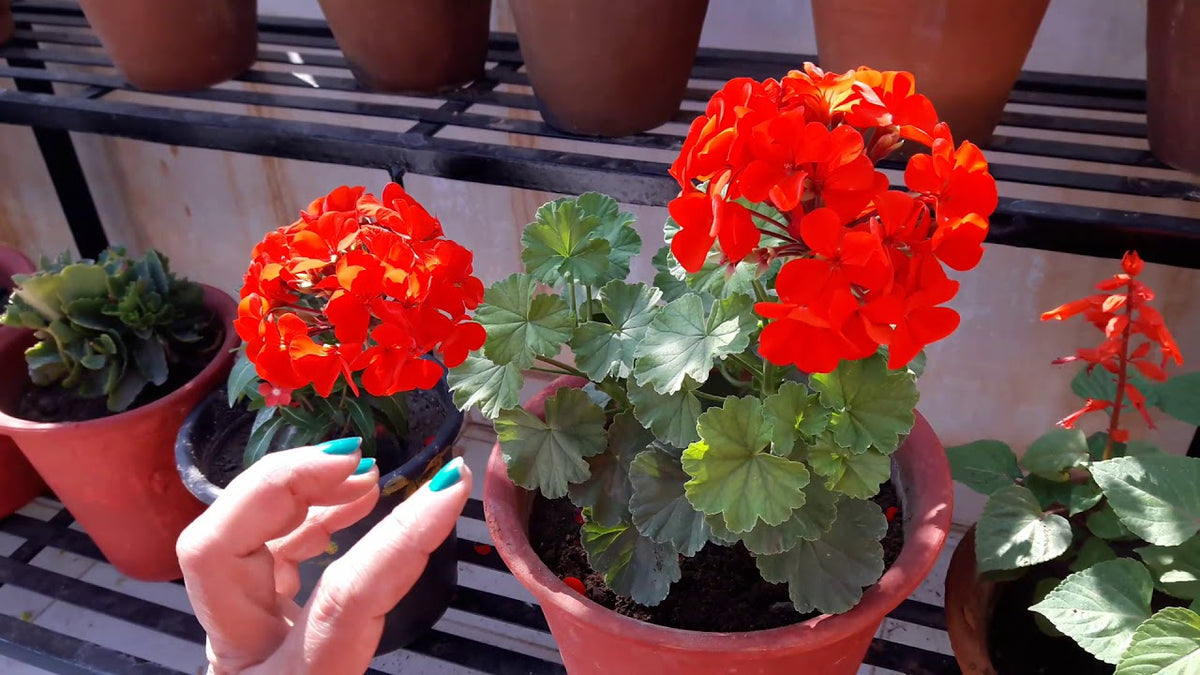 Geranium (geranium blume) samen for anpflanzung in home garten