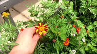 Marigold jester samen for vibrant blume anpflanzung