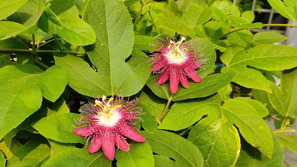 Passion (passion blume) samen for anpflanzung in home garten