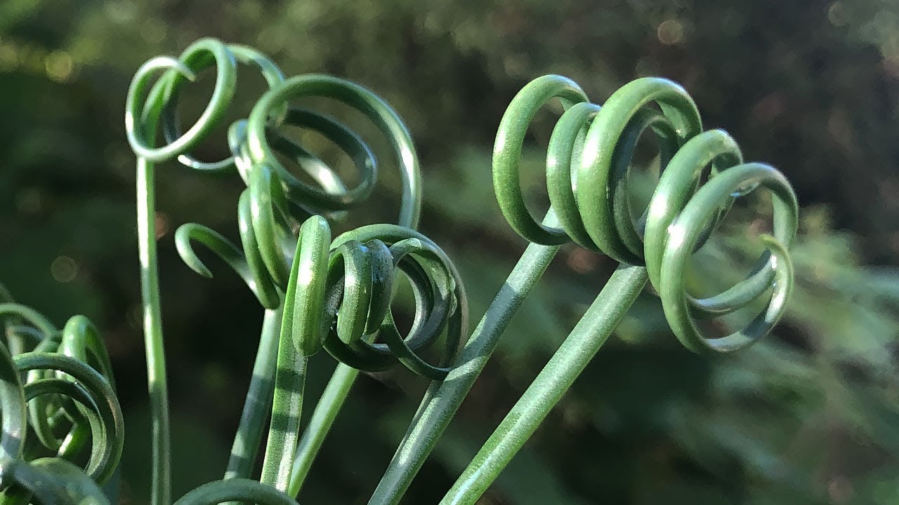 Spiralis Blumensamen zur Aussaat – farbenfroh Schau – Traditionssorte & ohne Gentechnik Samen Hausgarten