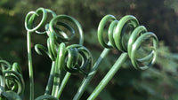 Spiralis Blumensamen zur Aussaat – farbenfroh Schau – Traditionssorte & ohne Gentechnik Samen Hausgarten