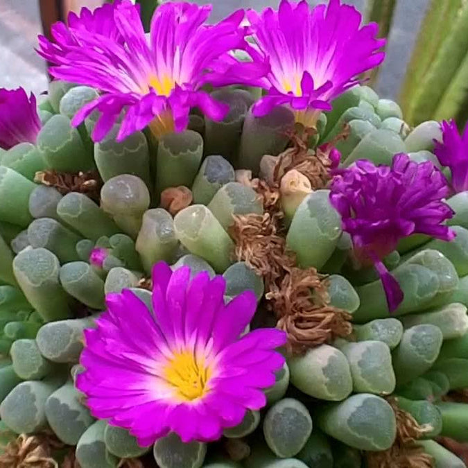 Succulents (succulents blume) samen for anpflanzung in home garten