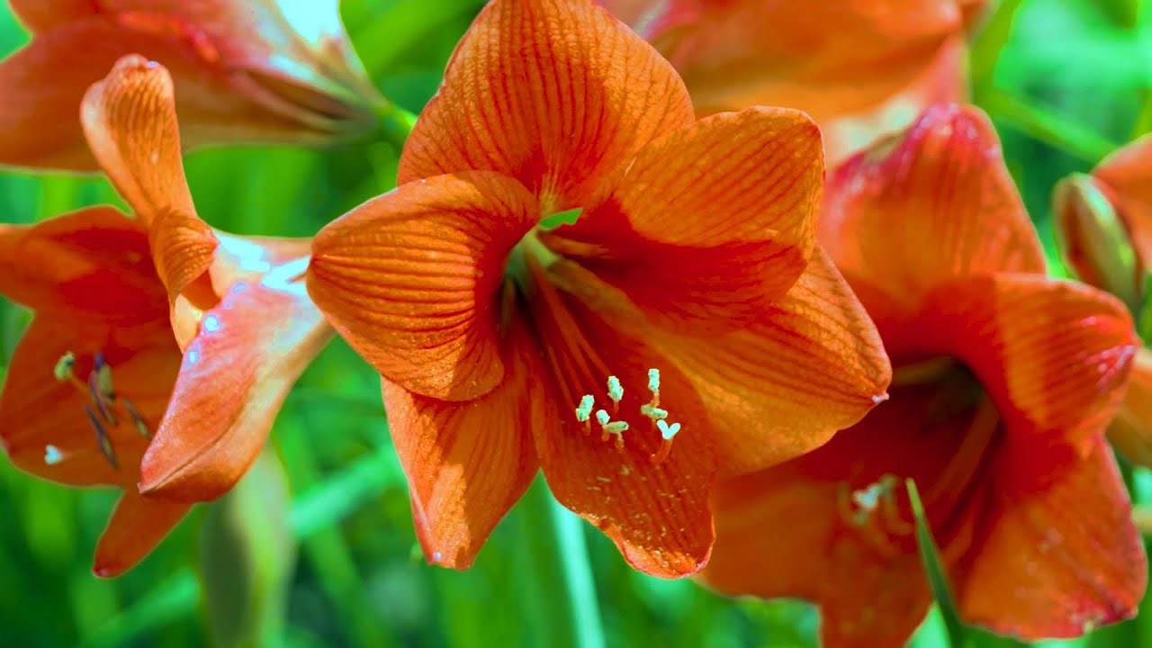 Orange-Grün Hippeastrum Blumensamen zur Aussaat – Landhaus Garten wichtig – Traditionssorte & ohne Gentechnik Samen Hausgarten