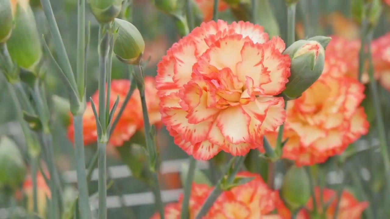 Gelb Lila Nelke Blumensamen zur Aussaat ideal Garten Beautification und leuchtend Floral Schauanlagen