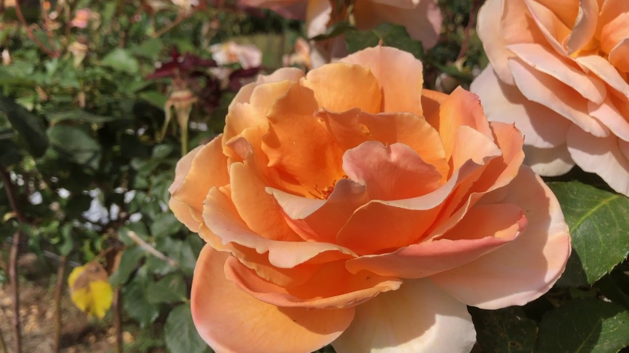 Orange Joey Hybrid Tea Rose Blumensamen zur Aussaat – Schnitt Blume beliebt – Traditionssorte & ohne Gentechnik Samen Hausgarten