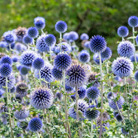 Echinops Ritro Blumensamen zur Aussaat ideal Rabatten Traditionssorte & ohne Gentechnik Samen Hausgarten