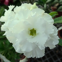Weiß (weiß adenium) samen for anpflanzung in home garten