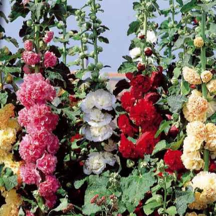 Gemischt Stockrose Blumensamen zur Aussaat leuchtend Traditionssorte & ohne Gentechnik Samen Hausgarten