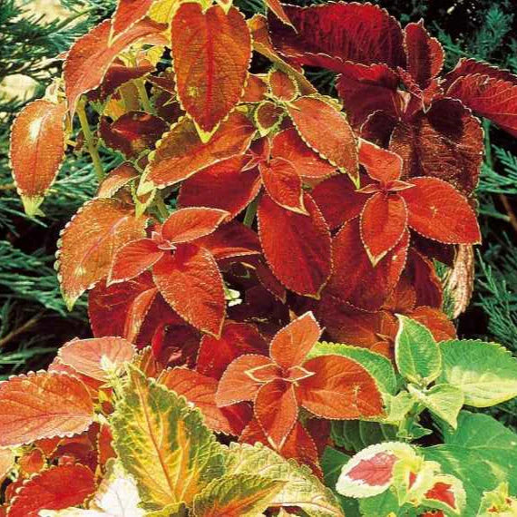 tief Orange Buntnessel Blumensamen zur Aussaat farbenfroh Schau Traditionssorte & ohne Gentechnik Samen Hausgarten
