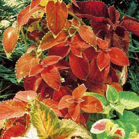 tief Orange Buntnessel Blumensamen zur Aussaat farbenfroh Schau Traditionssorte & ohne Gentechnik Samen Hausgarten