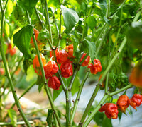 Carolina Reaper Chili Samen zum Pflanzen