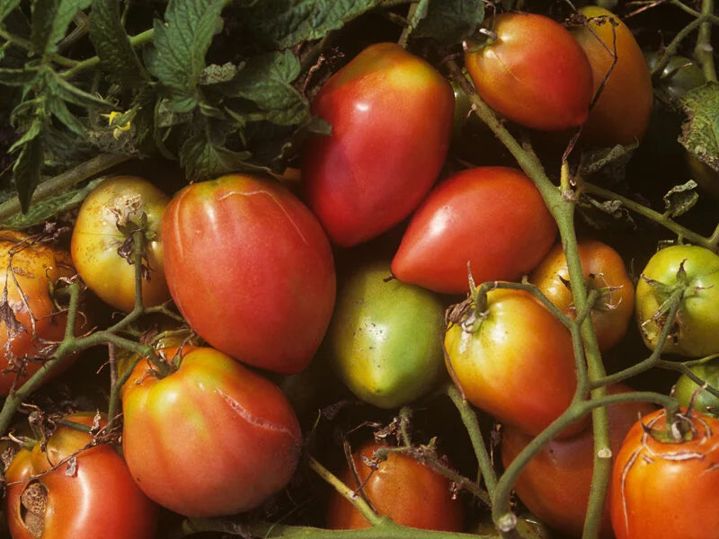 Rot Grushovka Tomate Samen zum Pflanzen