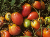 Rot Grushovka Tomate Samen zum Pflanzen