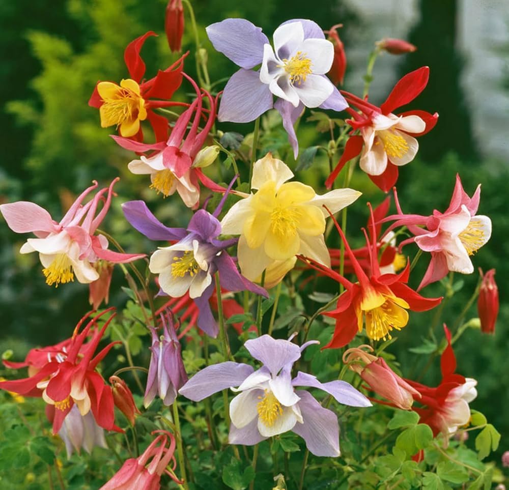 Mckana’s giant columbine blume samen for vibrant garten anpflanzung