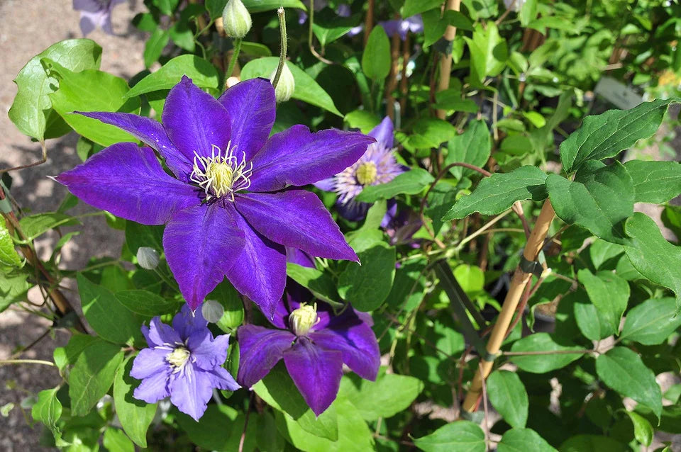 Lila Waldrebe Blumensamen zur Aussaat Schnitt Blume beliebt Traditionssorte & ohne Gentechnik Samen Hausgarten