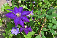 Lila Waldrebe Blumensamen zur Aussaat Schnitt Blume beliebt Traditionssorte & ohne Gentechnik Samen Hausgarten