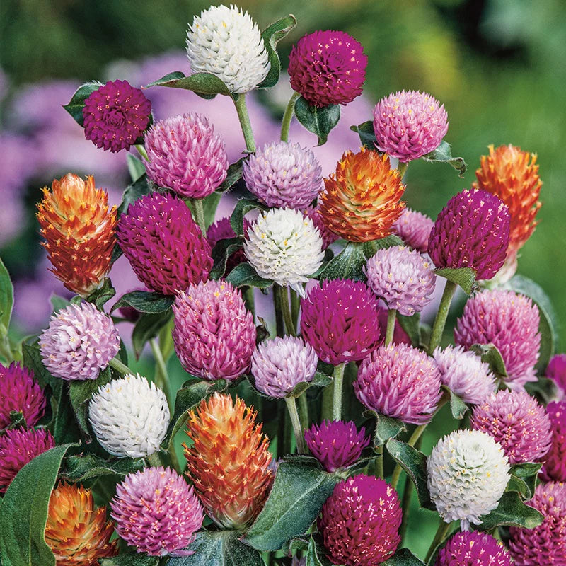 Gomphrena Blumensamen zur Aussaat sonnenliebend Traditionssorte & ohne Gentechnik Samen Hausgarten