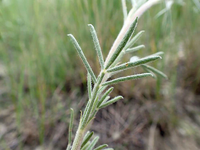 Dalea purpurea wachsend in meadow