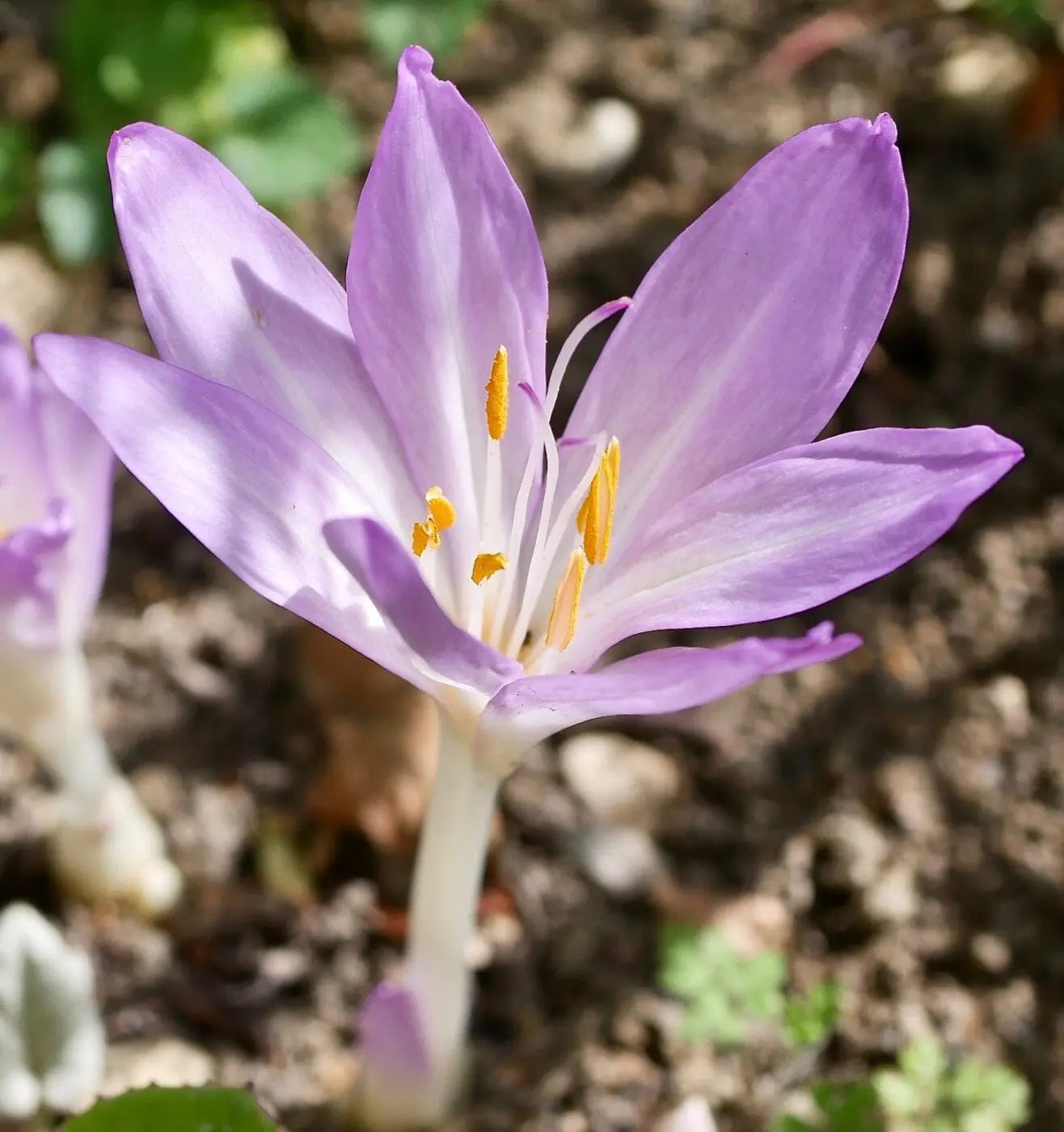 Lavendel Sparkler Blumensamen zur Aussaat – pflegeleicht – Traditionssorte & ohne Gentechnik Samen Hausgarten