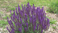 Meadow Sage perennial border grown from Samen