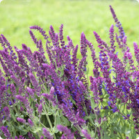 Meadow Sage Samen Salvia nemorosa purple Blume spikes