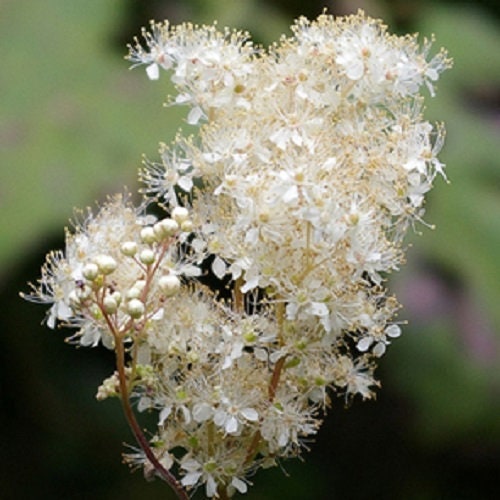 Packet of Meadowsweet Samen for Aussaat