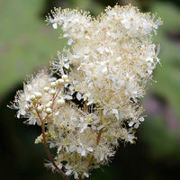 Packet of Meadowsweet Samen for Aussaat