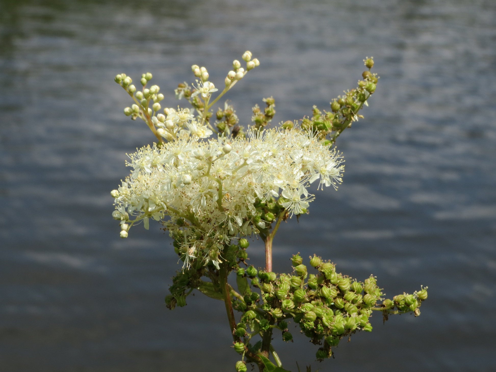 Meadowsweet Samen sprouting in Garten soil