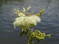 Meadowsweet Samen sprouting in Garten soil