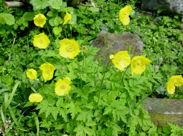 Meconopsis Cambrica Blumensamen zur Aussaat lang Blüte Saison Traditionssorte & ohne Gentechnik Samen Hausgarten