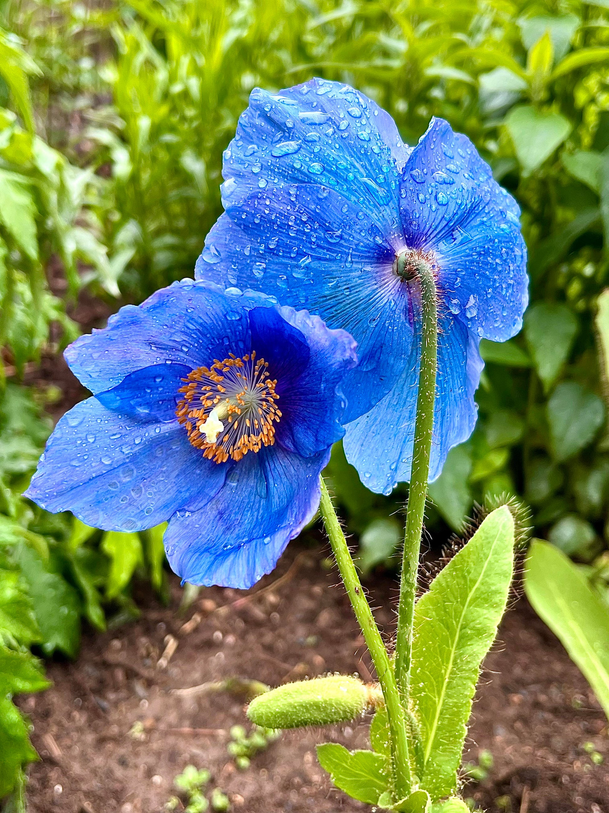 Blau Himalayan Poppy Tibetan Meconopsis Blumensamen zur Aussaat – leuchtend Garten Blüten
