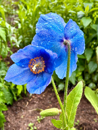Blau Himalayan Poppy Tibetan Meconopsis Blumensamen zur Aussaat – leuchtend Garten Blüten