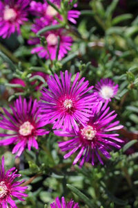Lila Delosperma Cooperi Blumensamen zur Aussaat Halbschatten verträglich Traditionssorte & ohne Gentechnik Samen Hausgarten