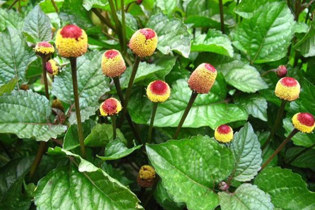 Spilanthes Blumensamen zur Aussaat saisonal Dauerblüher Traditionssorte & ohne Gentechnik Samen Hausgarten