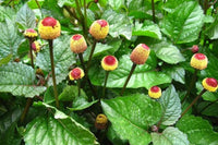 Spilanthes Blumensamen zur Aussaat saisonal Dauerblüher Traditionssorte & ohne Gentechnik Samen Hausgarten