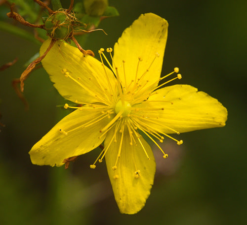 Traditionssorte Hypericum Blumensamen zur Aussaat robust Sorte Traditionssorte & ohne Gentechnik Samen Hausgarten