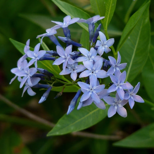 Amsonia blume samen for anpflanzung long bloom season heirloom & gmo free samen for home garten
sale samen for home garten anpflanzung