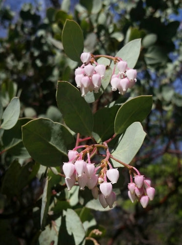 Elevate Outdoors Whiteleaf Manzanita Aussaat Samen Shrubbery