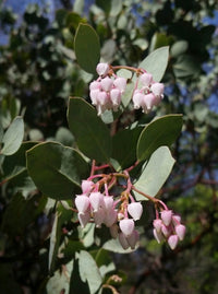 Elevate Outdoors Whiteleaf Manzanita Aussaat Samen Shrubbery