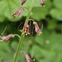 Tolmiea Blumensamen einfache Aussaat