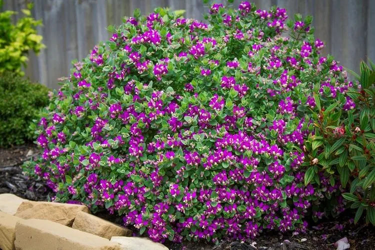 September Strauch Blumensamen zur Aussaat Landhaus Garten wichtig Traditionssorte & ohne Gentechnik Samen Hausgarten
