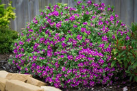September Strauch Blumensamen zur Aussaat Landhaus Garten wichtig Traditionssorte & ohne Gentechnik Samen Hausgarten