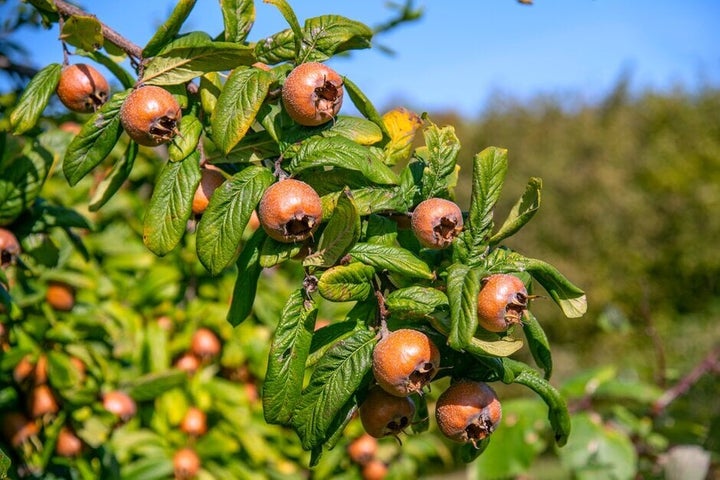 Medlar tree Samen für einfaches Anpflanzen
