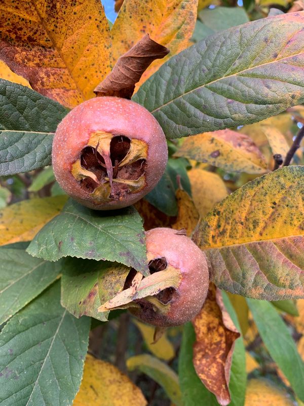 Medlar tree Samen für einfaches Anpflanzen