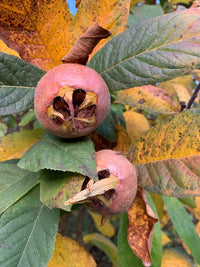 Medlar tree Samen für einfaches Anpflanzen