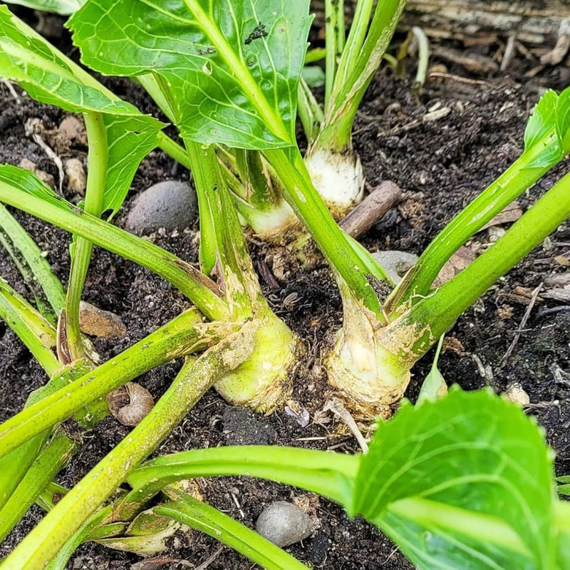 Meerrettich horseradish samen für aussaat