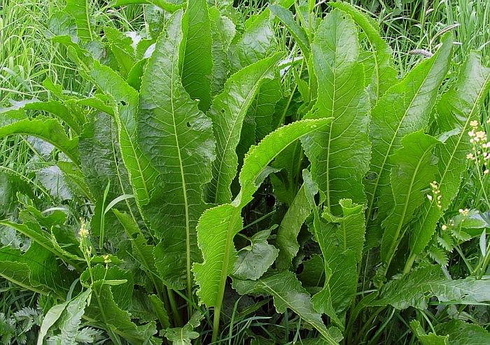 Horseradish pflanzen gezogen aus meerrettich samen