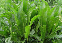 Horseradish pflanzen gezogen aus meerrettich samen