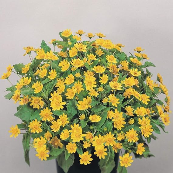 Melampodium blumen wachsend in containers